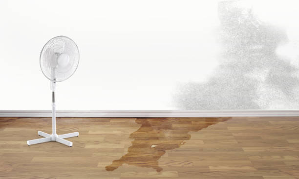 Best Professional water damage repair  in Baxter, TN